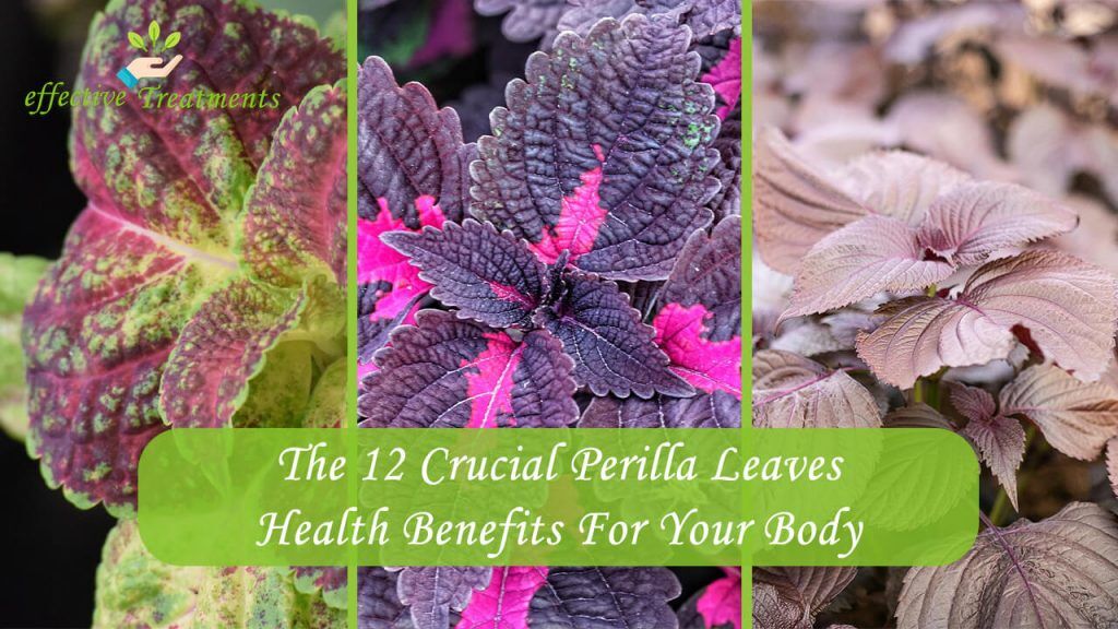 The 12 Crucial Perilla Leaves Health Benefits For Your Body