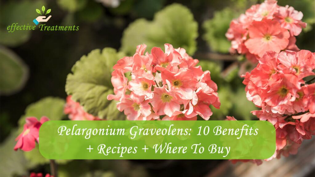 Pelargonium Graveolens 10 Benefits + Recipes + Where To Buy