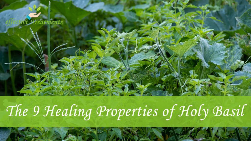 The 9 Holy Basil Benefits (#8 will change your life!)
