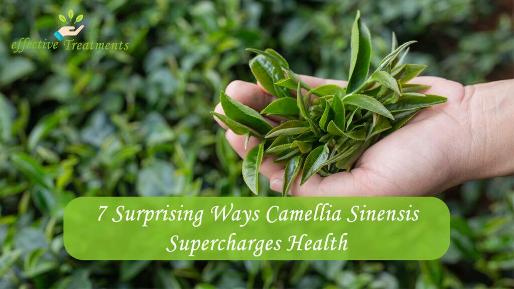 7 Surprising Ways Camellia Sinensis Supercharges Health